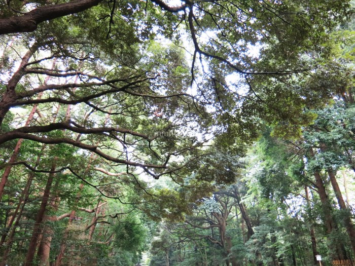 Đi bộ một quãng từ Harajuku station, bạn sẽ bắt gặp một khu rừng nhỏ, nơi dẫn đến điện Meiji