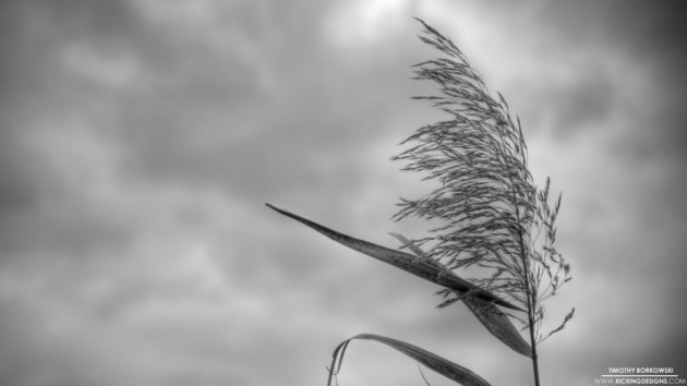 weed-in-the-wind-2-12-2013_hd-720p-1024x576