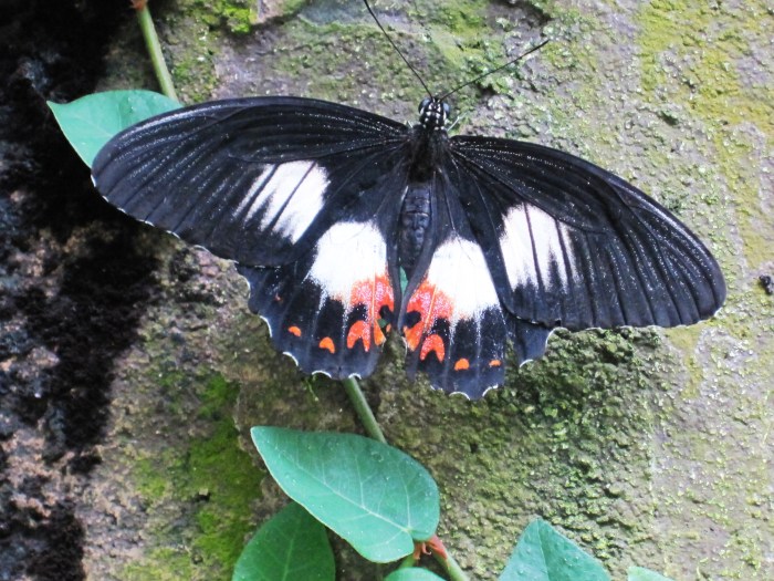 Chụp tại Singapore, năm 2011